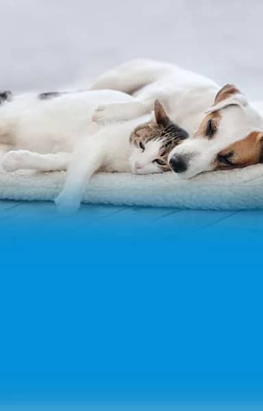 Pet Insurance for Multiple Pets