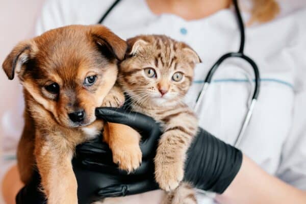 Pet Insurance Deductible