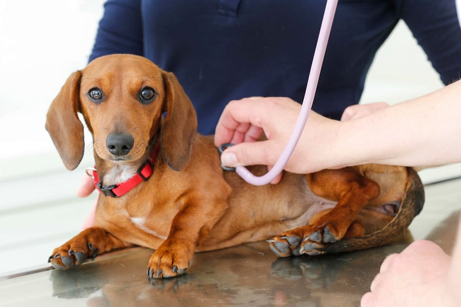 Accident Only Pet Insurance