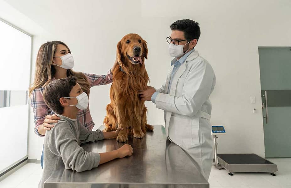 Pet Insurance That Covers Dental